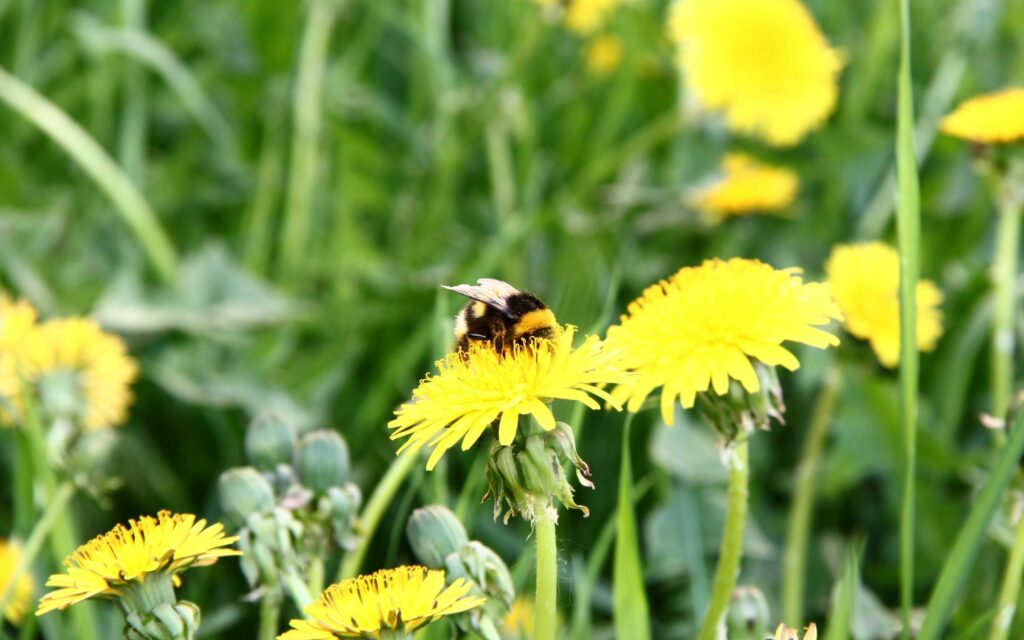 Bee Pollinating Bright Yellow Dandelion - Vibrant Wallpaper Background