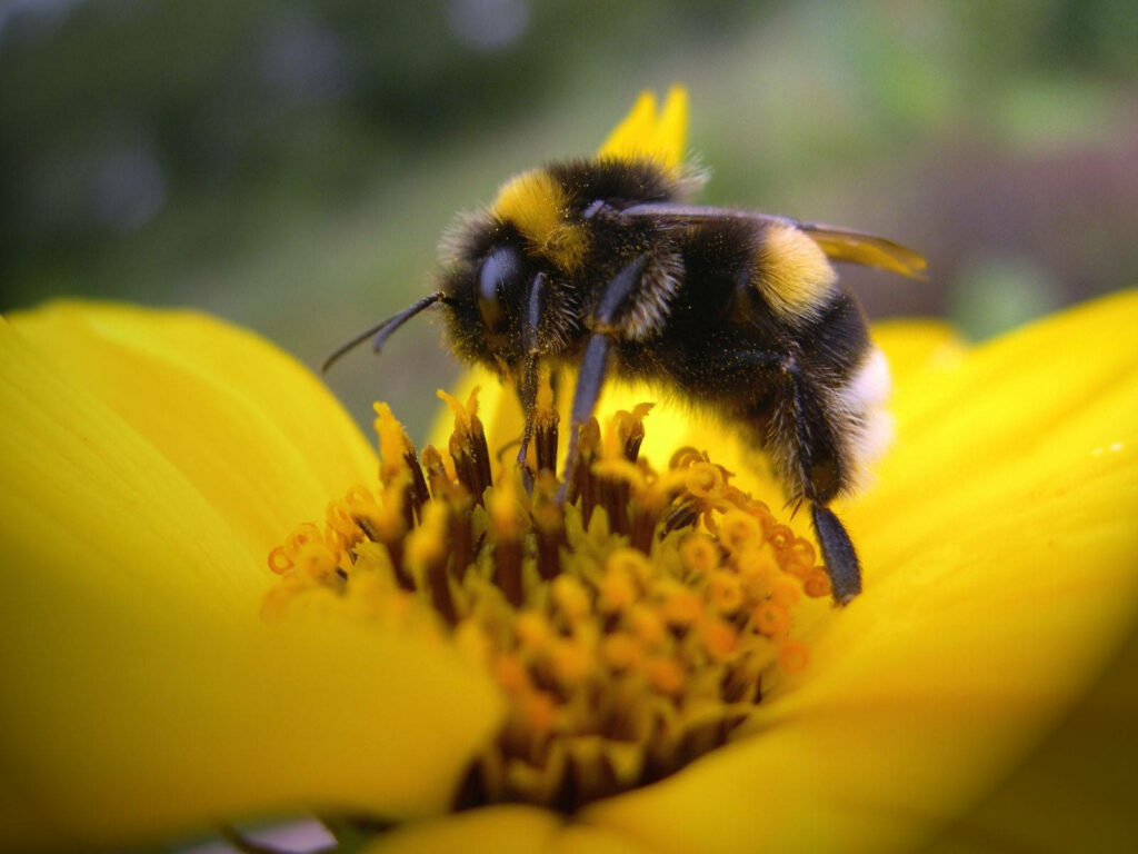 Close-Up of Bee Pollinating Bright Yellow Flower - Nature's Beauty Wallpaper