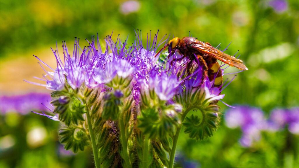 Vibrant Bee on Purple Flower: Nature's Pollination Wallpaper