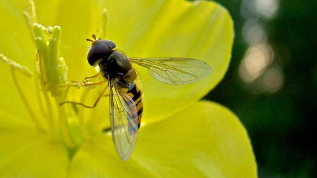 Vibrant Bee and Yellow Flower Wallpaper: Nature's Pollination Detail