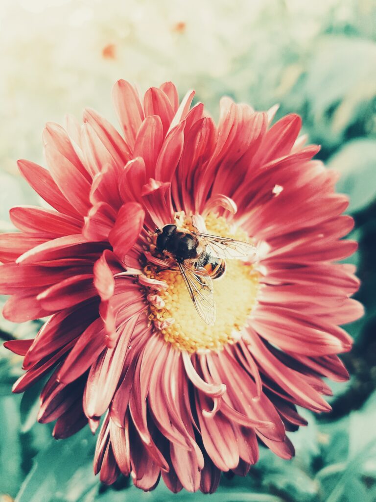 Vibrant Bee Pollination Wallpaper: Red Flower in Full Bloom