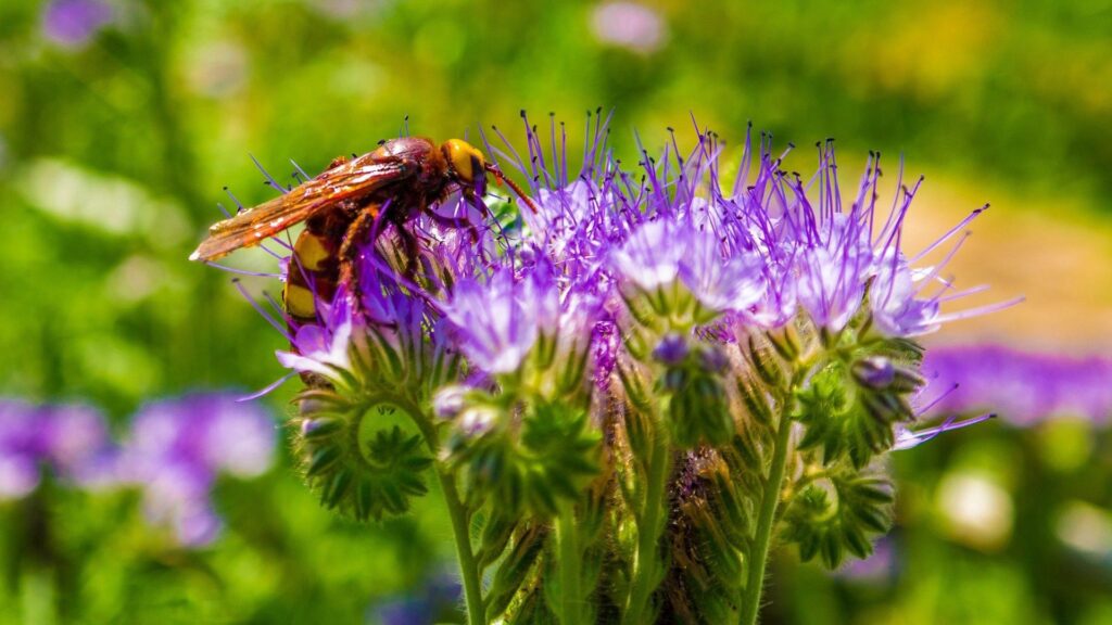 Vibrant Bee Pollination Wallpaper: Purple Flowers & Lush Greenery