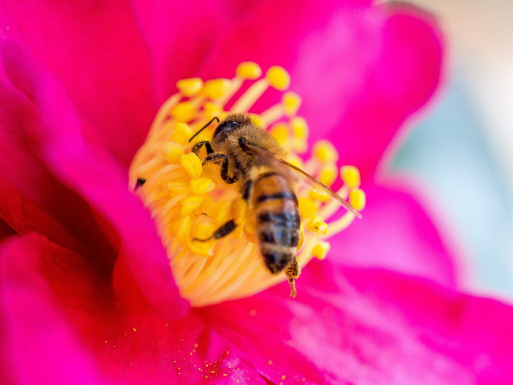 Vivid Pink Flower Wallpaper: Bee Collecting Pollen Background