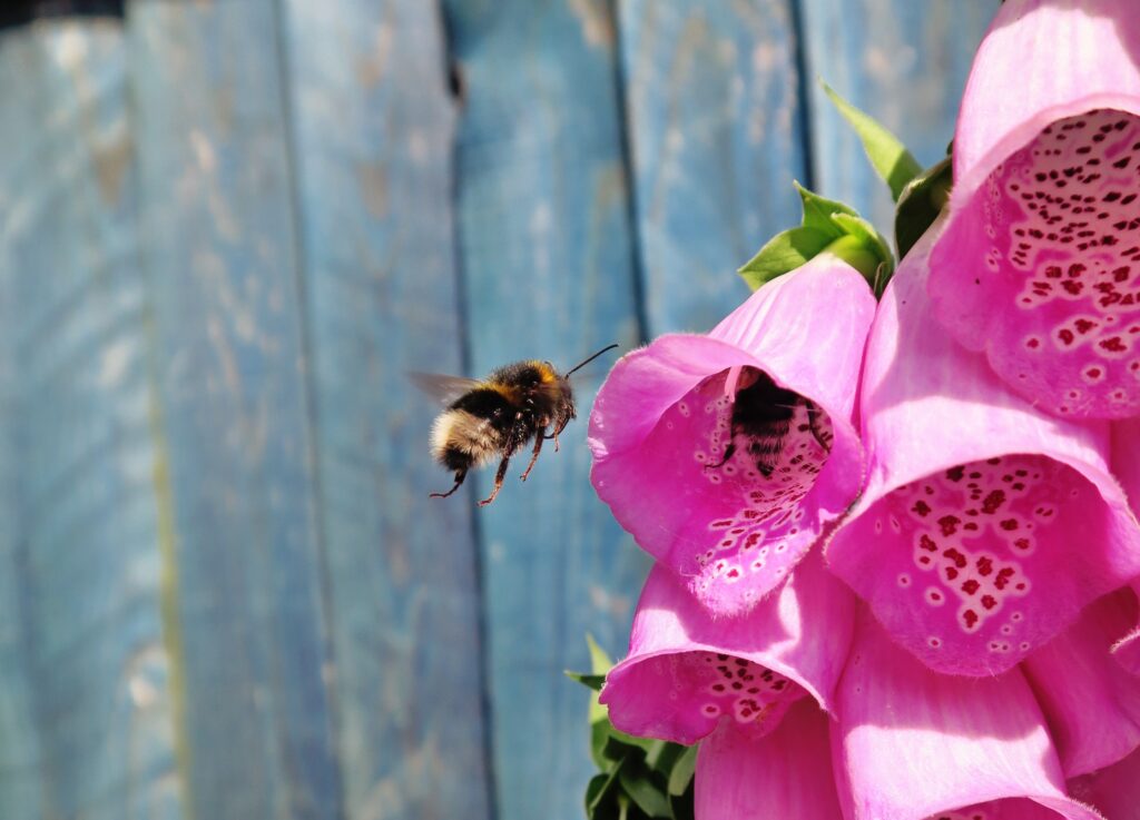 Vibrant Bee and Pink Foxglove Wallpaper on Rustic Wooden Background