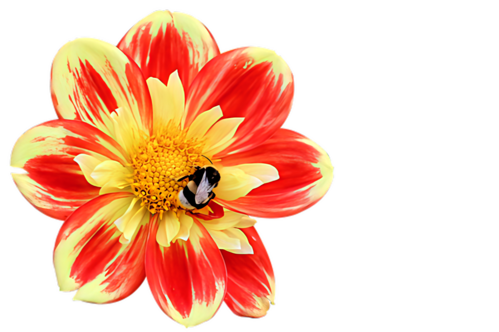 Vibrant Bee on Red & Yellow Flower - Stunning Dark Background Wallpaper