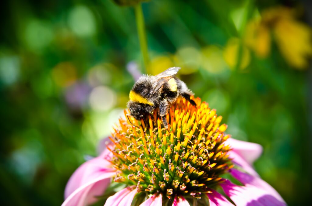 Vibrant Bee Pollination Wallpaper: Colorful Flower Background