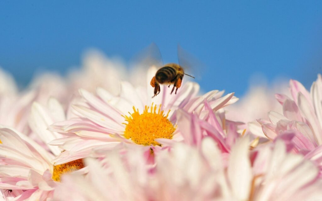 Vibrant Bee Pollination Wallpaper: Pink Flowers & Blue Sky