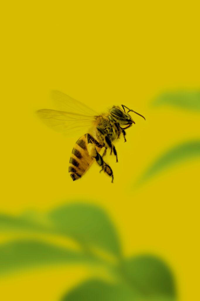 Vibrant Bee in Flight Wallpaper: Bright Yellow Background & Green Accents