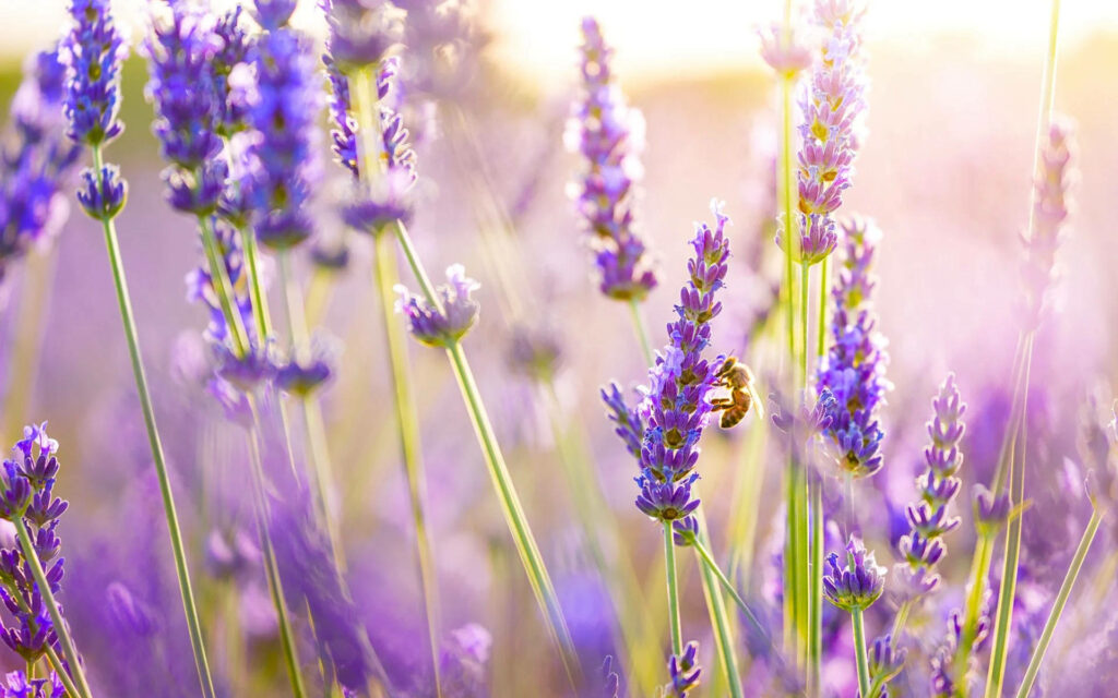 Tranquil Bee in Lavender Field: Vibrant Desktop Wallpaper