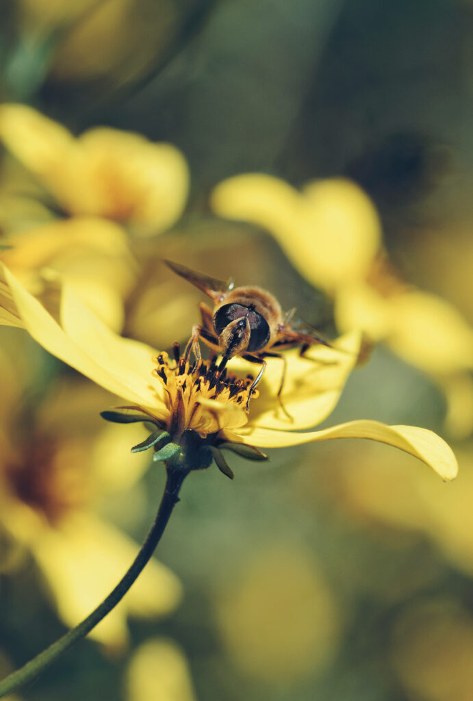 Close-Up Bee on Helianthus Lemon Queen - Vibrant Android Background Wallpaper