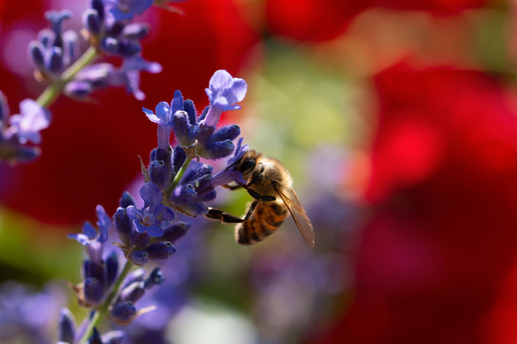 Vibrant Macro Bee on Lavender - Colorful Wallpaper Background