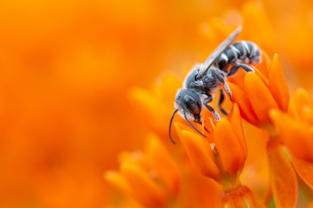 Bee on Vibrant Orange Flower - Pollination Wallpaper Background