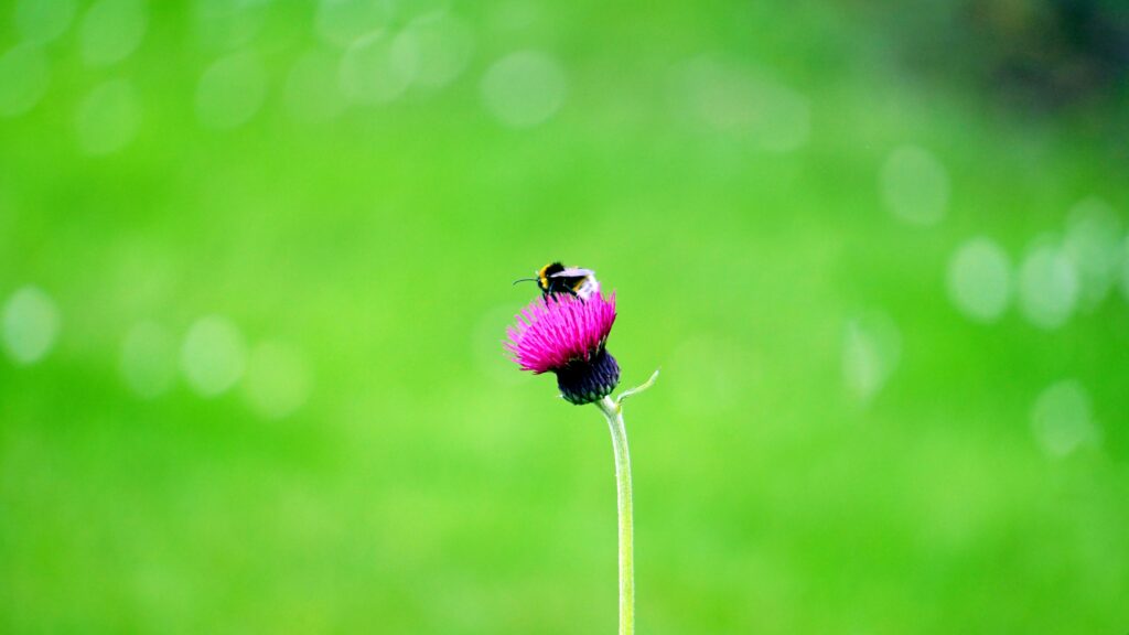 Vibrant Bee & Pink Flower Wallpaper: Nature's Macro Beauty