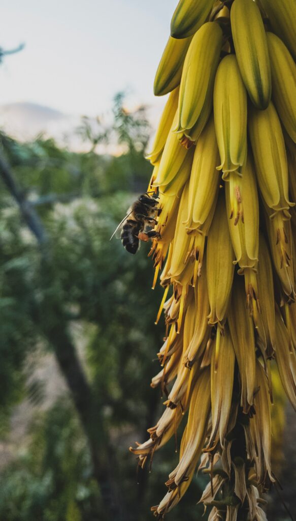 Stunning Bee on Vibrant Yellow Inflorescence - Wallpaper Background