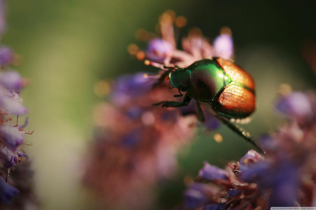 Vibrant Beetle on Purple Flowers: Nature's Colorful Background Wallpaper
