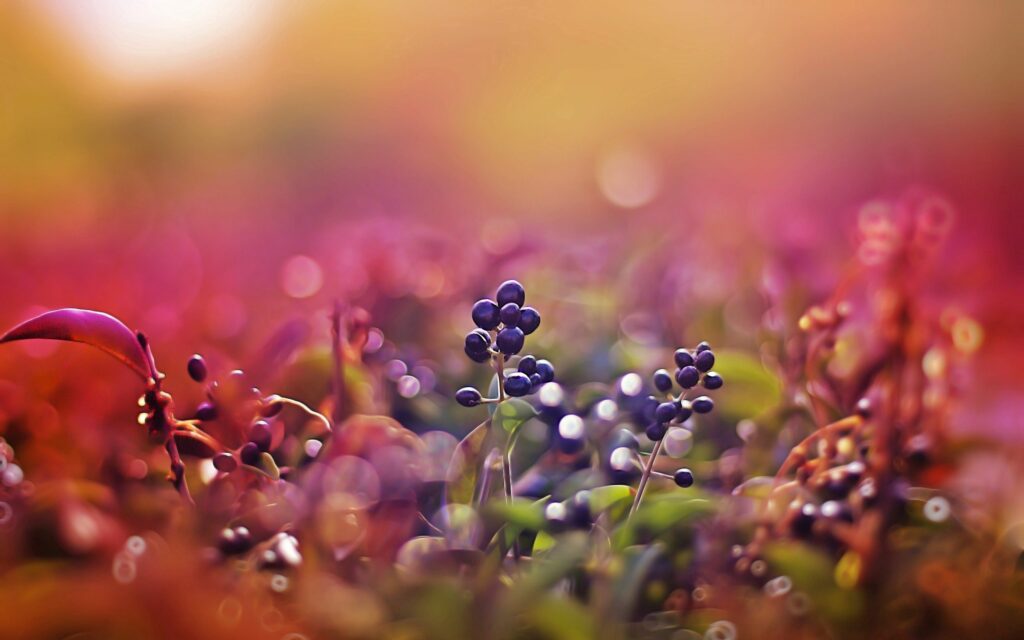 Dreamy Berry Wallpaper: Sunlit Foliage & Serene Atmosphere