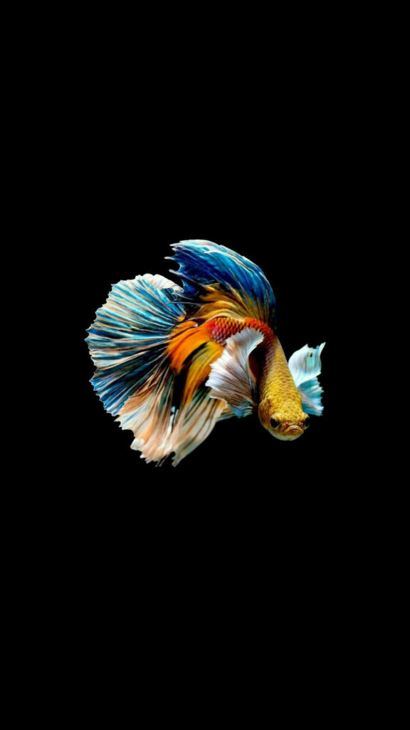 Vibrant Betta Fish Wallpaper: Stunning Colors on Black Background