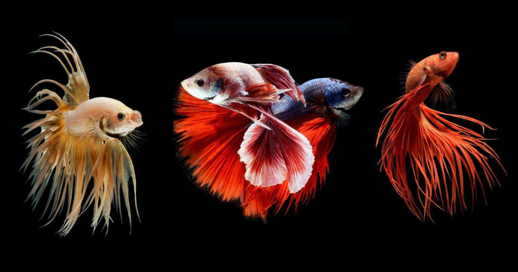 Vibrant Betta fish wallpaper with flowing fins on black background colorful Siamese fighting fish