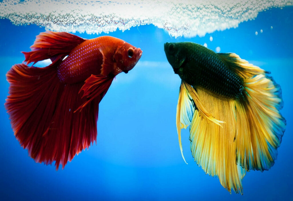 Stunning Betta Fish Wallpaper: Vibrant Red & Yellow Aquatic Background