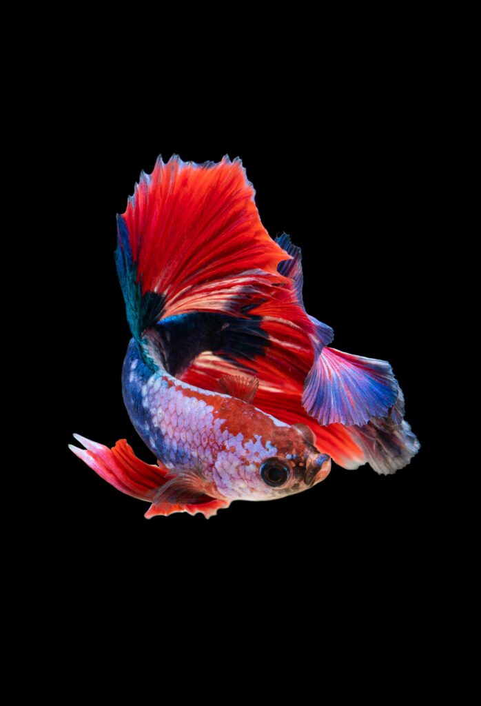 Vibrant Betta Fish Wallpaper: Striking Red & Blue on Dark Background