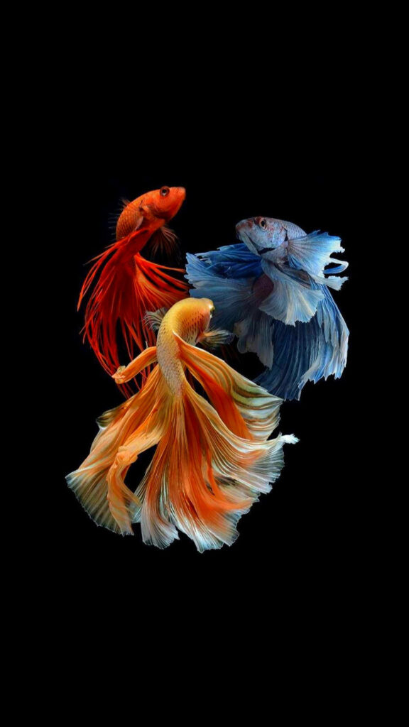 Vibrant Betta Fish Wallpaper: Colorful Flowing Tails on Black Background