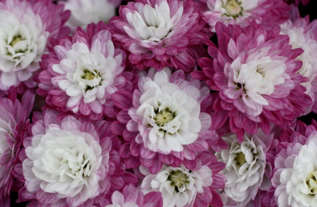 Vibrant Bi-Color Chrysanthemums Wallpaper: Lush Floral Background