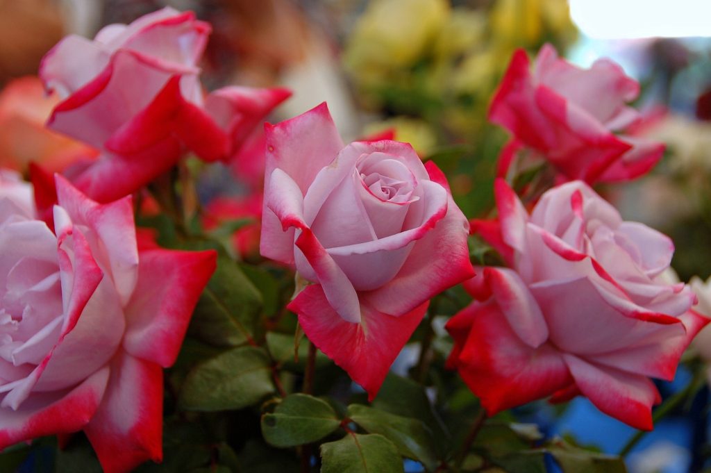 Close-up of vibrant bicolor roses with pale pink centers and red-tipped petals on green foliage Wallpaper