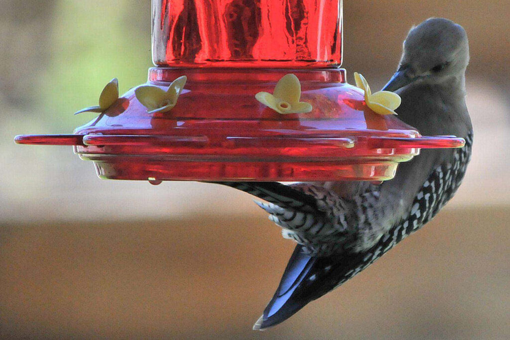 Colorful Bird Feeder with Red and Yellow Accents - Eye-Catching Scene Wallpaper