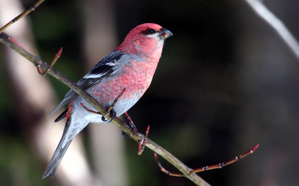 Vibrant Bird Perched on Branch - Serene 1920x1200 Nature Wallpaper