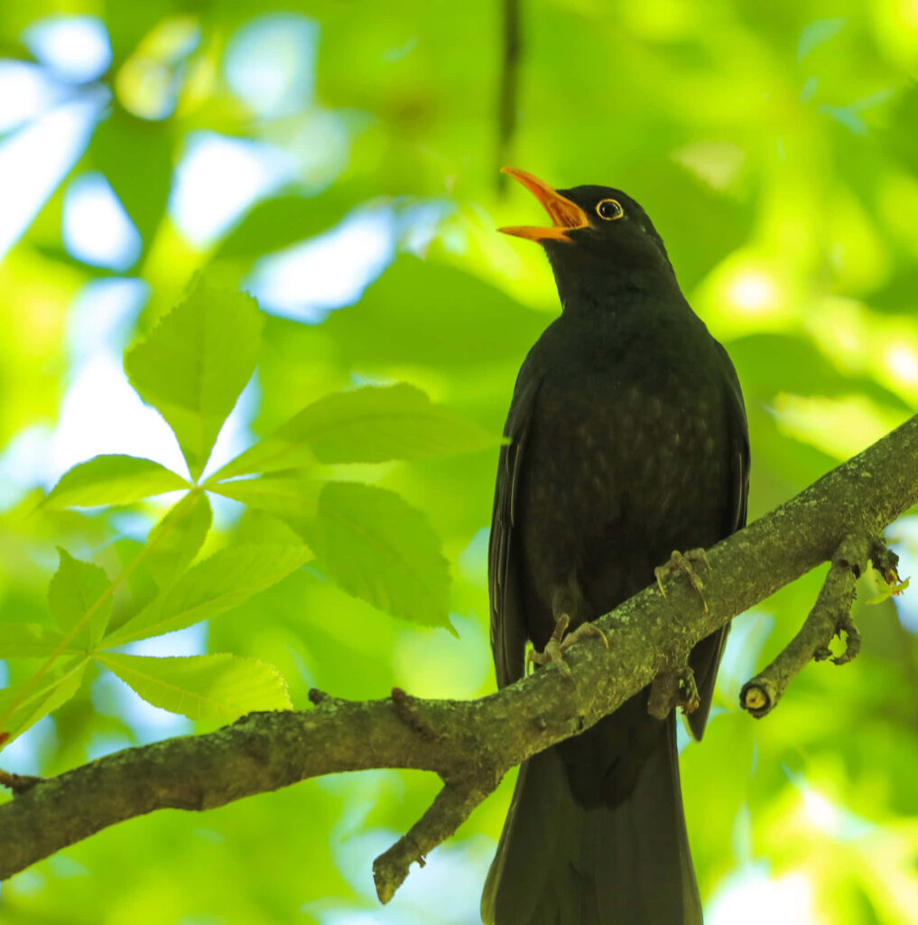 Vibrant Bird Singing on Branch Amidst Lush Green Leaves Background Wallpaper