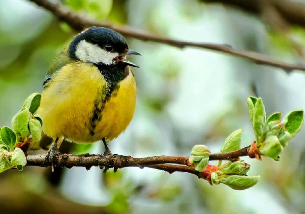 Vibrant Bird Singing in Greenery: Serene Forest Background Wallpaper