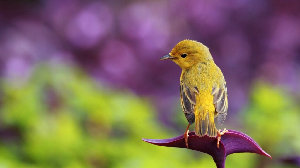 Vibrant Bird Wallpaper: Colorful Background Serenity at 1920x1080