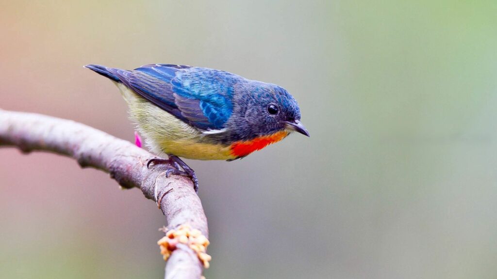 Vibrant Bird on Branch - Stunning Nature Wallpaper 1920x1080
