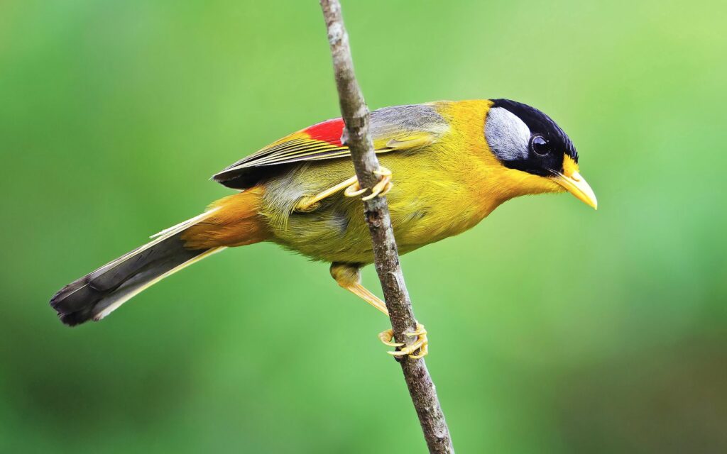 Vibrant Bird Wallpaper: Colorful Bird on Green Background