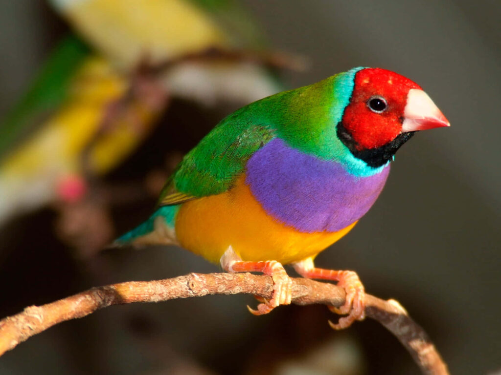 Vibrant Sunlit Wallpaper of Colorful Birds on Branches