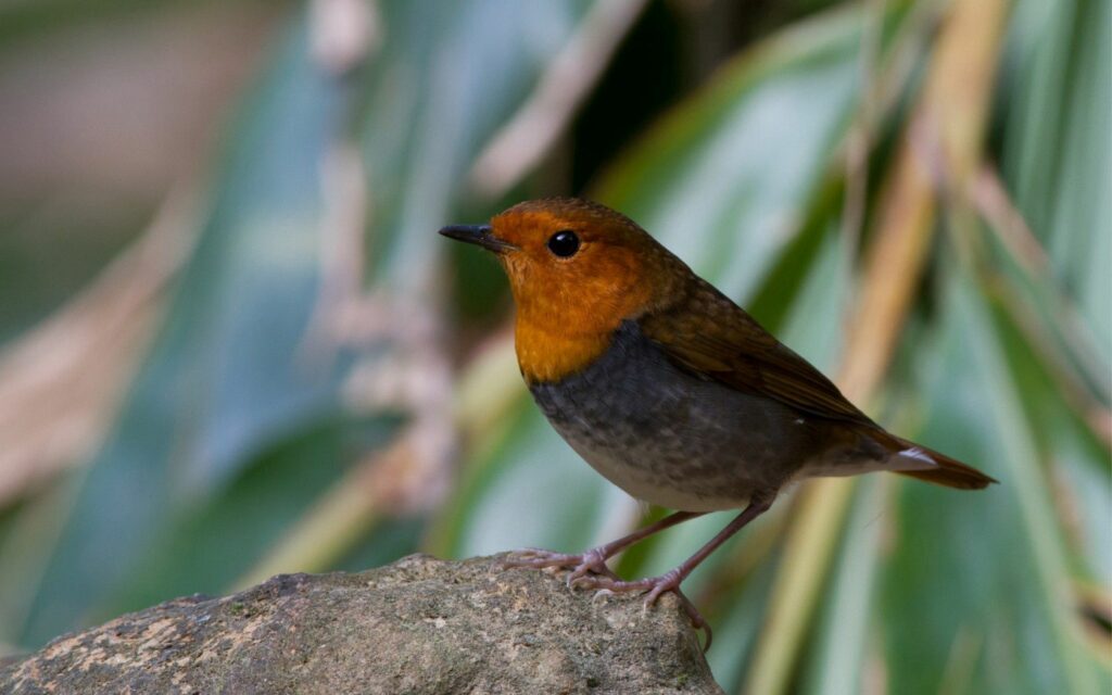 Vibrant Bird on Stone: Serene Natural Background Wallpaper