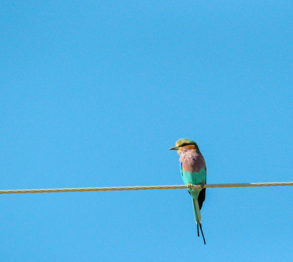 Vibrant Bird on Wire Against Blue Sky - Serene Background Wallpaper