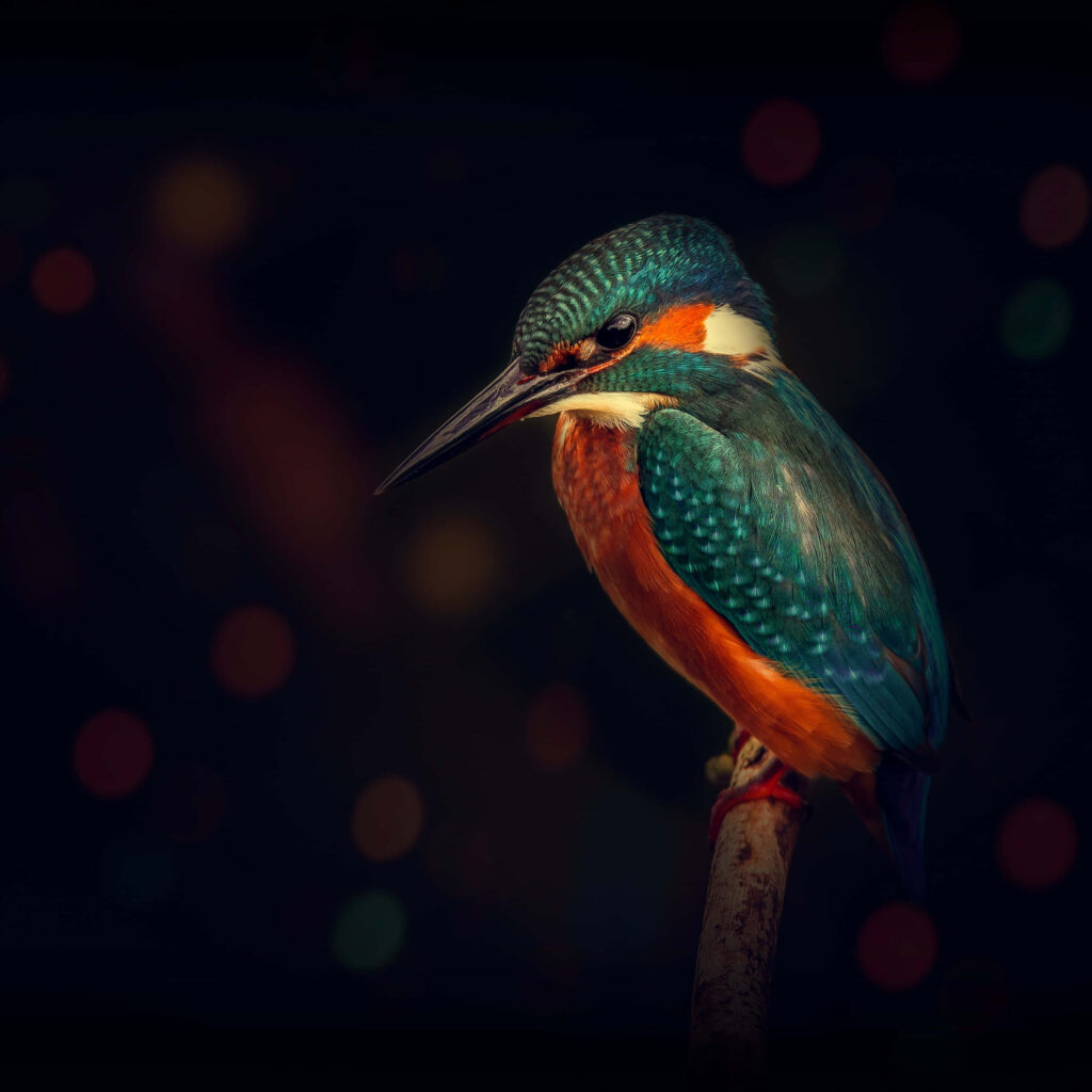 Vibrant Bird Wallpaper: Colorful Plumage on Dark Background