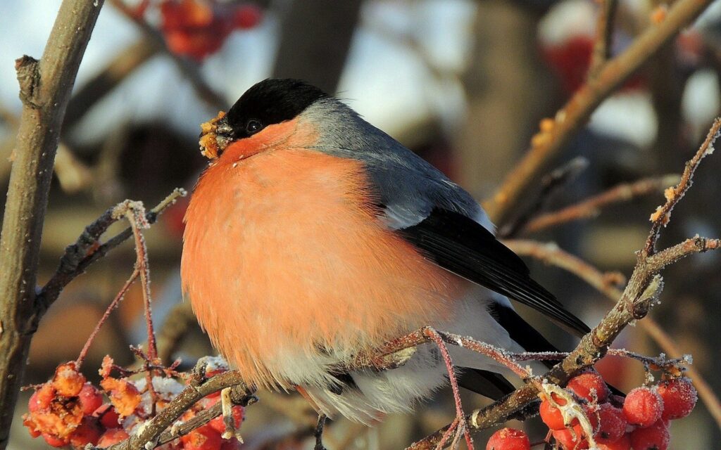 Vibrant Bird on Frosted Branches with Red Berries - Winter Wallpaper