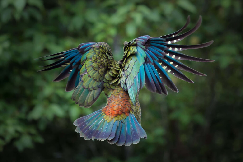 Vibrant Bird Perched on Branch with Lush Green Background Wallpaper