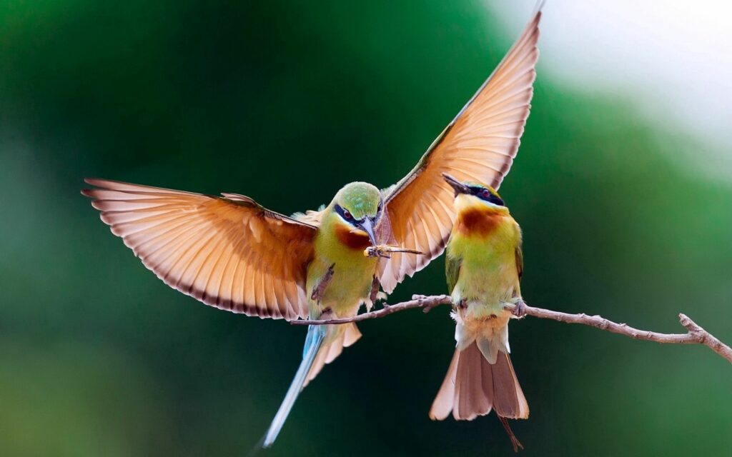 Vibrant Bird Wallpaper: Two Birds on a Branch in Serene Green