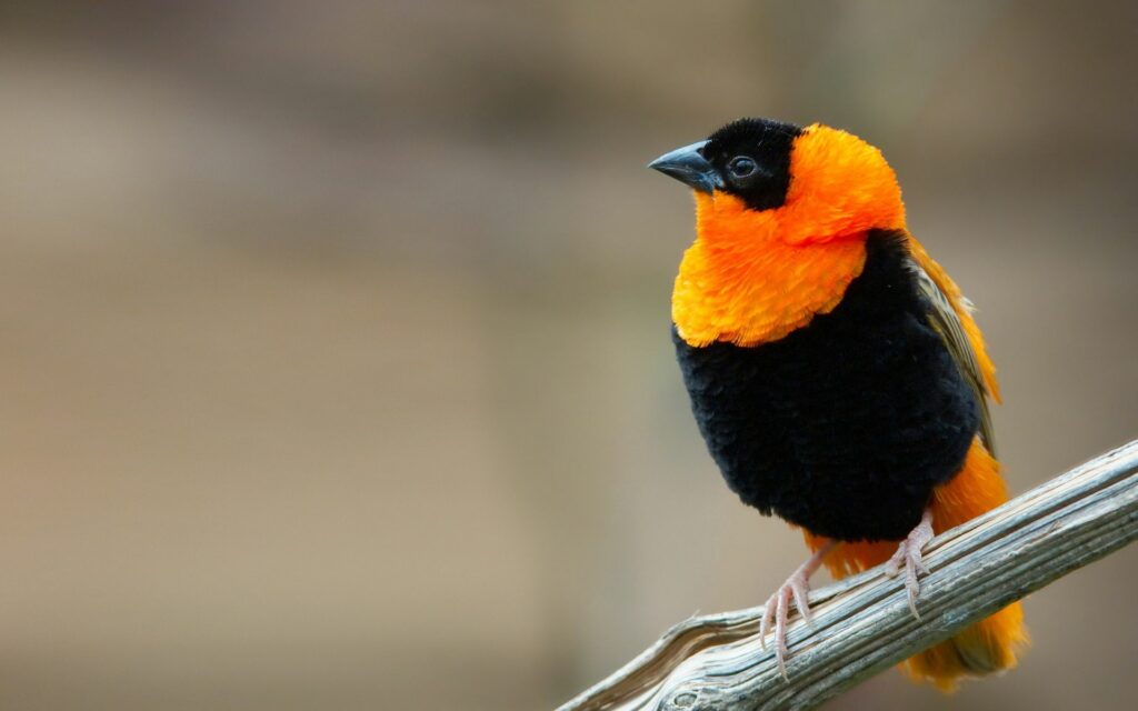 Vibrant Bird Wallpaper - Fiery Colors on 1920x1200 Background