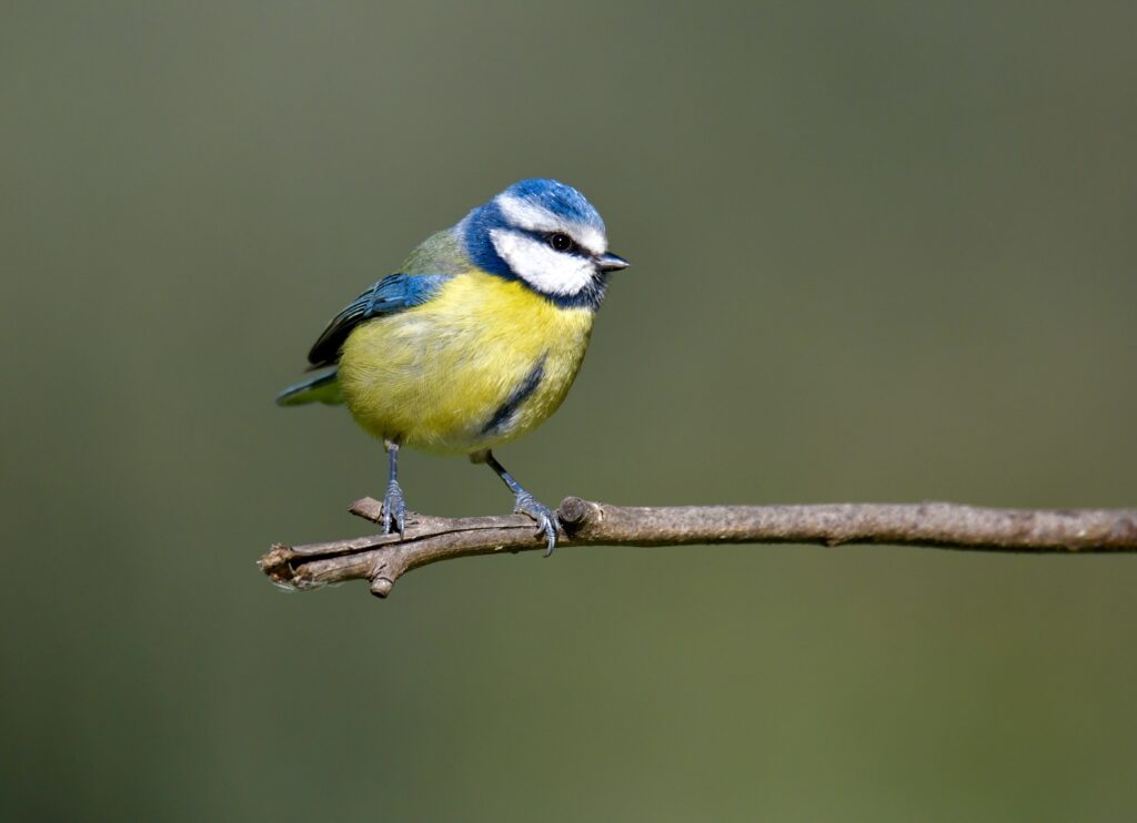 Vibrant Bird Wallpaper: Graceful Perch on Soft Green Background
