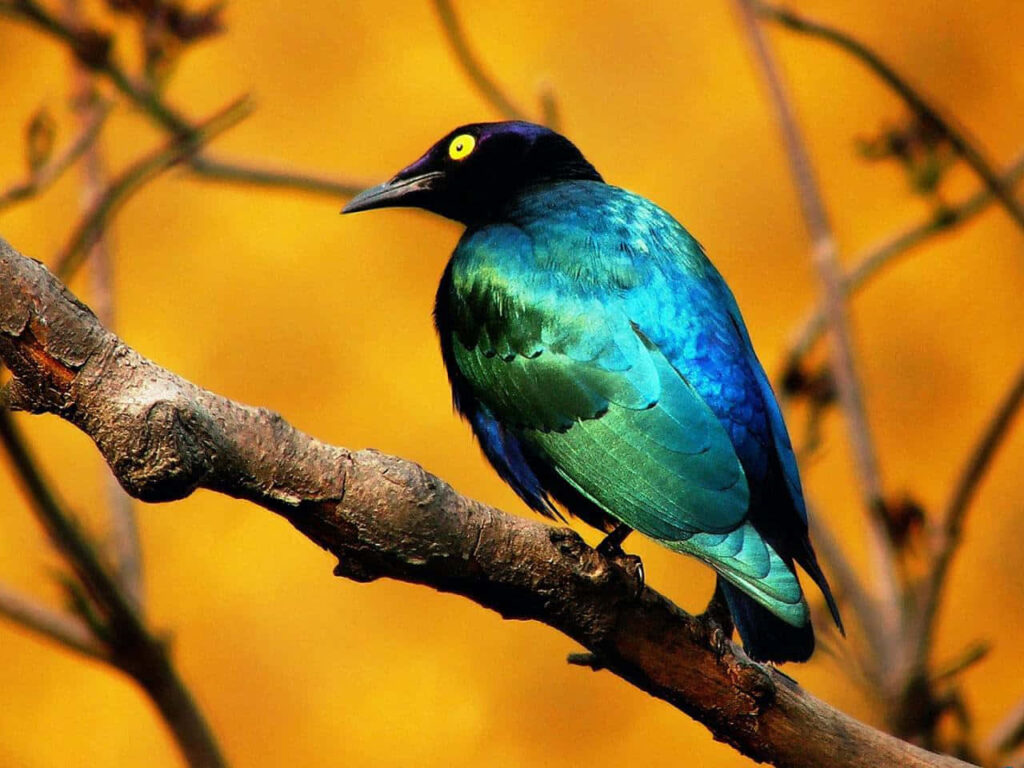 Vibrant Bird Wallpaper: Iridescent Colors on Golden Background