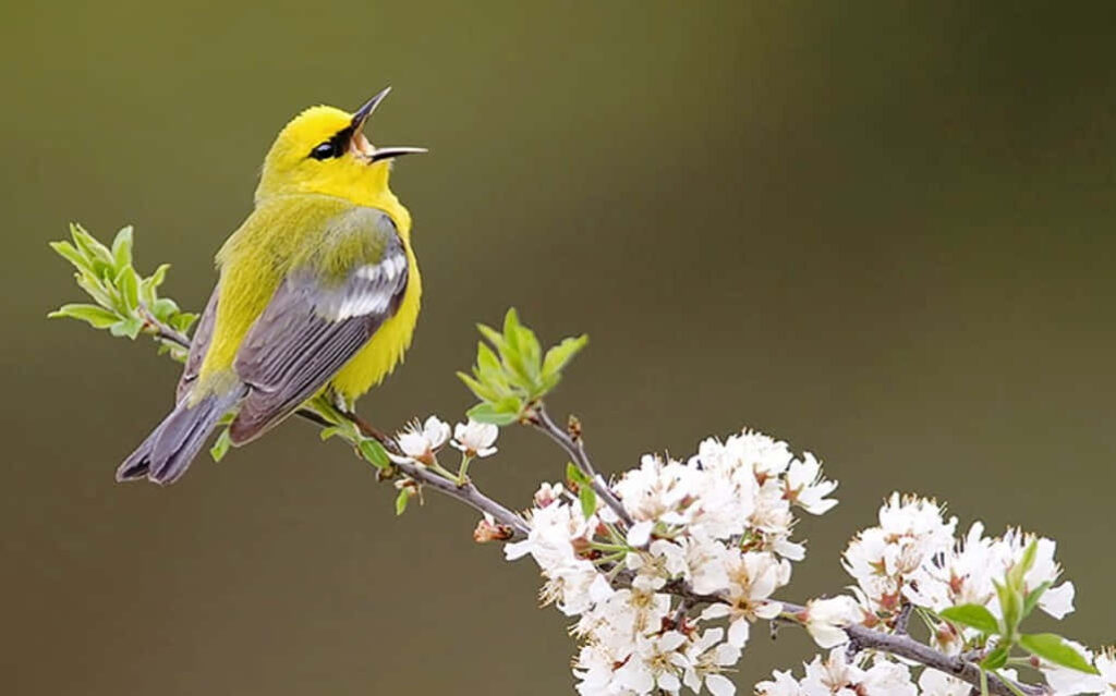 Vibrant Bird Wallpaper: Nature's Joy on a Blossoming Branch