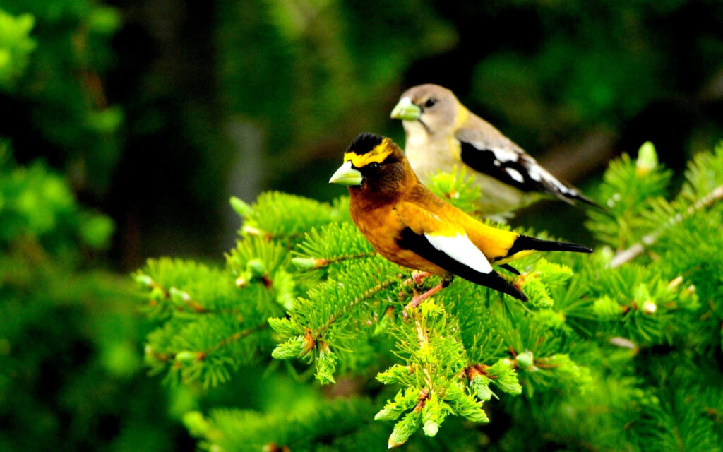 Vibrant Spring Birds on Lush Green Branch - Stunning Nature Wallpaper