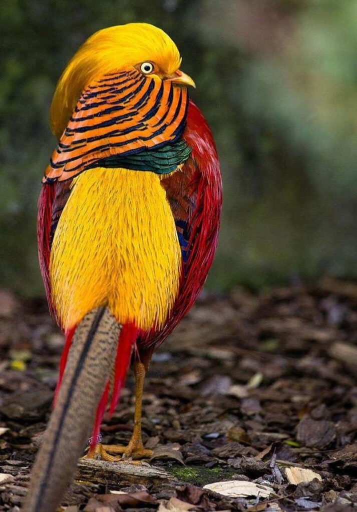 Vibrant Bird Wallpaper: Colorful Feathers Against Nature's Blur