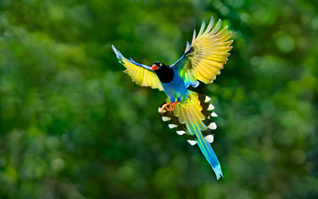 Stunning Bird on Tree Branch: Vibrant Nature Wallpaper Background