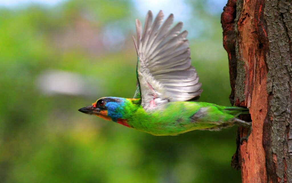 Colorful Bird in Mid-Flight Against Lush Greenery Wallpaper