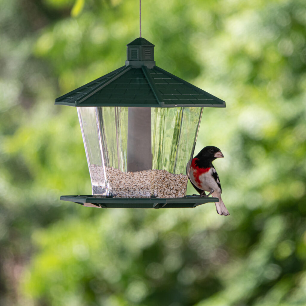 Vibrant Bird on Feeder: Nature's Serene Green Background Wallpaper